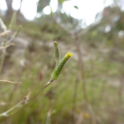 Senecio quadridentatus (Cotton Fireweed) at Mount Mugga Mugga - 25 Jan 2015 by Mike