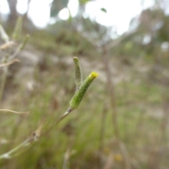 Senecio quadridentatus (Cotton Fireweed) at O'Malley, ACT - 25 Jan 2015 by Mike