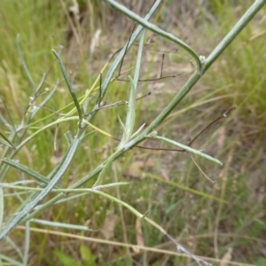 Senecio quadridentatus at O'Malley, ACT - 26 Jan 2015