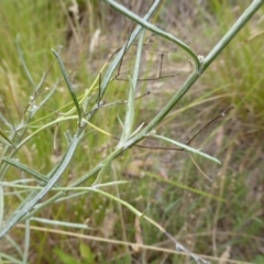 Senecio quadridentatus at O'Malley, ACT - 26 Jan 2015