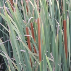 Typha domingensis (Bullrush) at Fyshwick, ACT - 14 Jan 2015 by MichaelBedingfield