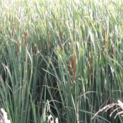 Typha domingensis at Fyshwick, ACT - 14 Jan 2015