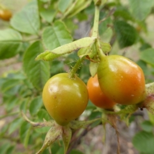 Rosa rubiginosa at O'Malley, ACT - 26 Jan 2015 09:52 AM