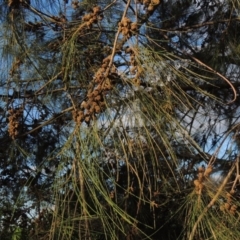 Casuarina cunninghamiana subsp. cunninghamiana (River She-Oak, River Oak) at Fyshwick, ACT - 14 Jan 2015 by michaelb