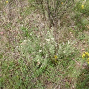 Vittadinia gracilis at O'Malley, ACT - 26 Jan 2015