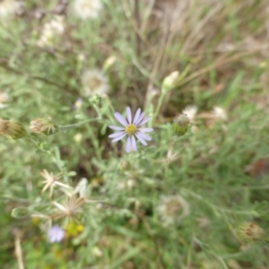 Vittadinia gracilis at O'Malley, ACT - 26 Jan 2015