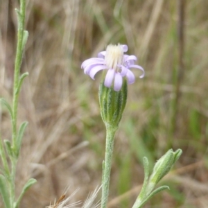 Vittadinia gracilis at O'Malley, ACT - 26 Jan 2015