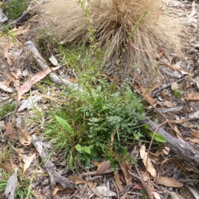 Acaena x ovina (Sheep's Burr) at O'Malley, ACT - 25 Jan 2015 by Mike