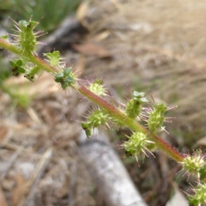 Acaena x ovina at O'Malley, ACT - 26 Jan 2015