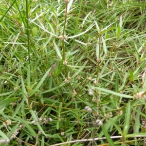 Alternanthera denticulata at O'Malley, ACT - 26 Jan 2015