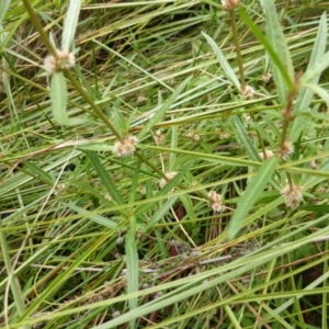 Alternanthera denticulata at O'Malley, ACT - 26 Jan 2015 10:10 AM