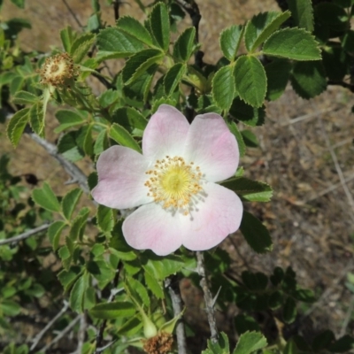 Rosa rubiginosa (Sweet Briar, Eglantine) at Conder, ACT - 17 Nov 2014 by MichaelBedingfield