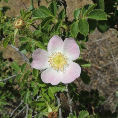 Rosa rubiginosa (Sweet Briar, Eglantine) at Tuggeranong Hill - 17 Nov 2014 by michaelb