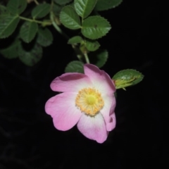 Rosa rubiginosa (Sweet Briar, Eglantine) at Pine Island to Point Hut - 26 Apr 2014 by MichaelBedingfield