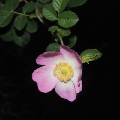 Rosa rubiginosa (Sweet Briar, Eglantine) at Greenway, ACT - 26 Apr 2014 by michaelb