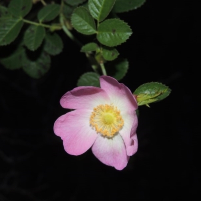 Rosa rubiginosa (Sweet Briar, Eglantine) at Pine Island to Point Hut - 26 Apr 2014 by MichaelBedingfield