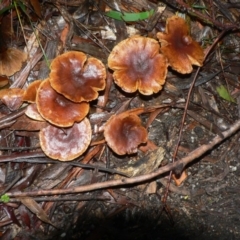 Unverified at Tidbinbilla Nature Reserve - 3 Jul 2010 by galah681