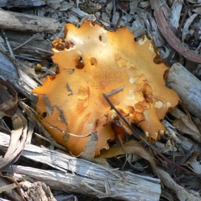 Unverified at Tidbinbilla Nature Reserve - 17 Apr 2010 by galah681