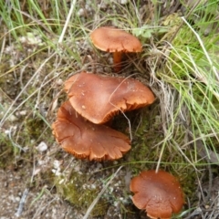 Dermocybe sp. (Dermocybe) at Tidbinbilla Nature Reserve - 5 Nov 2010 by galah681