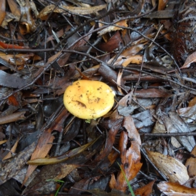Unverified at Tidbinbilla Nature Reserve - 5 Apr 2014 by galah681