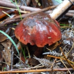 Unverified at Tidbinbilla Nature Reserve - 5 Apr 2014 by galah681