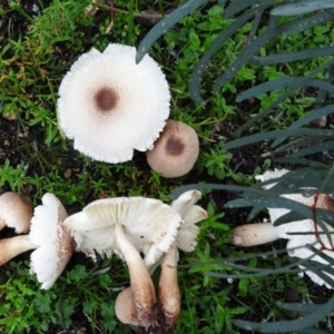 Lepiota s.l. at Paddys River, ACT - 5 Apr 2014 10:18 AM