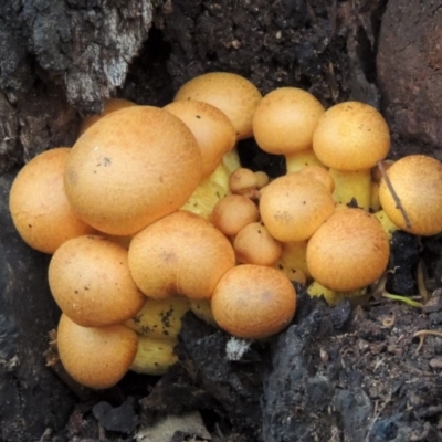 Gymnopilus junonius (Spectacular Rustgill) at Paddys River, ACT - 18 Mar 2013 by michaelb