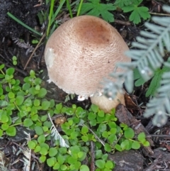 Lepiota s.l. at Paddys River, ACT - 5 Apr 2014 by galah681