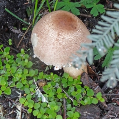 Lepiota s.l. at Tidbinbilla Nature Reserve - 4 Apr 2014 by galah681