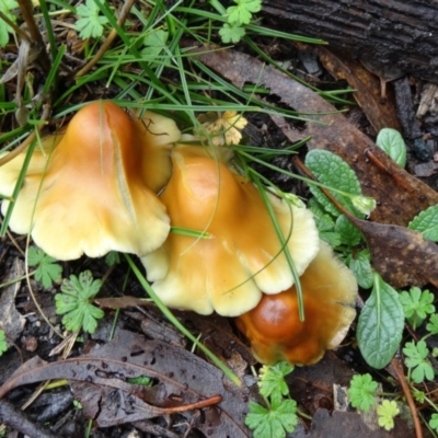 Unverified at Tidbinbilla Nature Reserve - 5 Apr 2014 by galah681