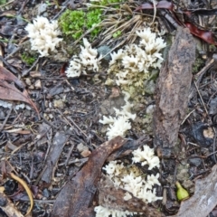 Clavulina sp. (A coral fungus) at Paddys River, ACT - 4 Apr 2014 by galah681