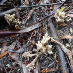 Clavulina sp. at Paddys River, ACT - 5 Apr 2014