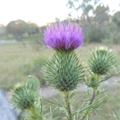 Cirsium vulgare (Spear Thistle) at Tennent, ACT - 17 Jan 2015 by MichaelBedingfield