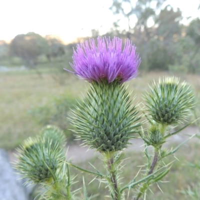 Cirsium vulgare (Spear Thistle) at Tennent, ACT - 17 Jan 2015 by michaelb