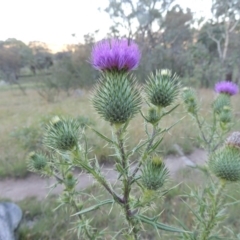 Cirsium vulgare at Tennent, ACT - 17 Jan 2015 07:37 PM