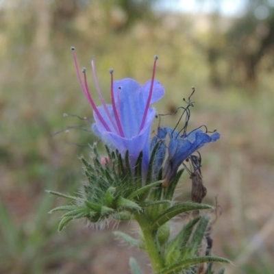 Echium vulgare (Vipers Bugloss) at Point Hut to Tharwa - 18 Jan 2015 by michaelb