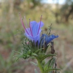 Echium vulgare (Vipers Bugloss) at Paddys River, ACT - 18 Jan 2015 by michaelb