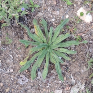 Echium vulgare at Paddys River, ACT - 18 Jan 2015