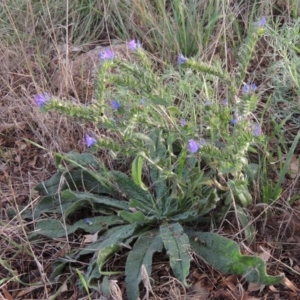 Echium vulgare at Paddys River, ACT - 18 Jan 2015