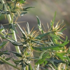 Xanthium spinosum at Paddys River, ACT - 18 Jan 2015