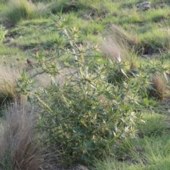 Xanthium spinosum at Paddys River, ACT - 18 Jan 2015 07:57 PM