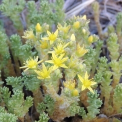 Sedum acre (Goldmoss Stonecrop) at Pine Island to Point Hut - 13 Dec 2012 by MichaelBedingfield