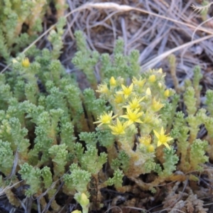 Sedum acre at Pine Island to Point Hut - 13 Dec 2012