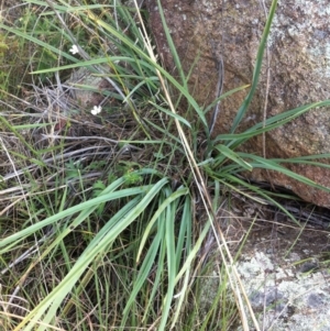 Dianella sp. aff. longifolia (Benambra) at Molonglo River Reserve - 30 Jan 2015 12:00 AM