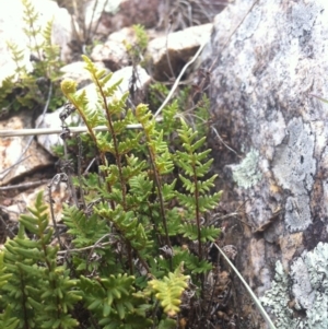 Cheilanthes distans at Molonglo River Reserve - 2 Feb 2015 02:09 PM