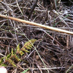 Cheilanthes distans at Molonglo River Reserve - 2 Feb 2015