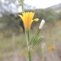 Chondrilla juncea (Skeleton Weed) at Tharwa, ACT - 21 Jan 2015 by MichaelBedingfield