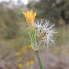 Chondrilla juncea at Tharwa, ACT - 21 Jan 2015