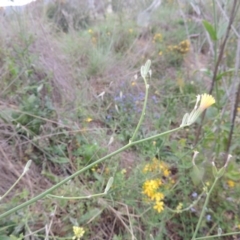 Chondrilla juncea at Tharwa, ACT - 21 Jan 2015 06:38 PM