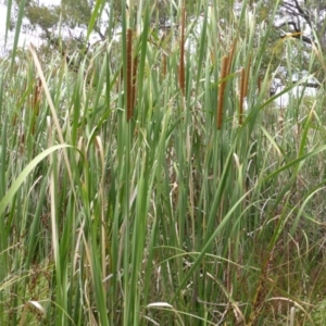 Typha domingensis at O'Malley, ACT - 26 Jan 2015 10:11 AM